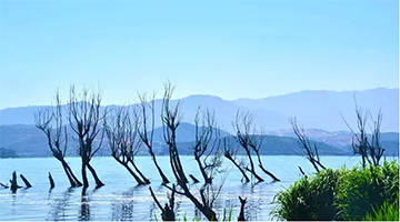 走出去的腾博官网｜腾博官网科技立异守护彩云之南“一片绿”